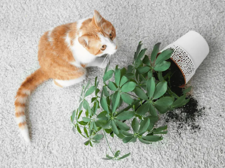 Carpet | Total Floors